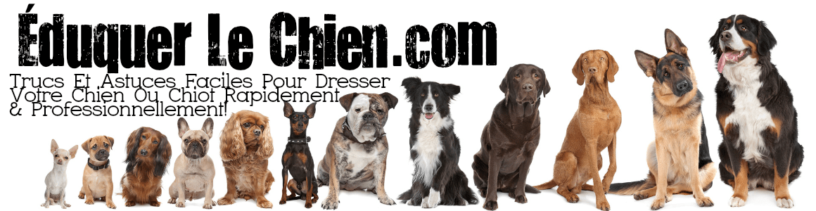 Conseils, Trucs Et Astuces Professionnelles Pour Le Dressage Canin (Chien Ou Chiot)